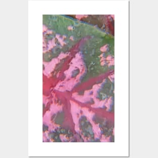 Abstract Caladium In Nature Posters and Art